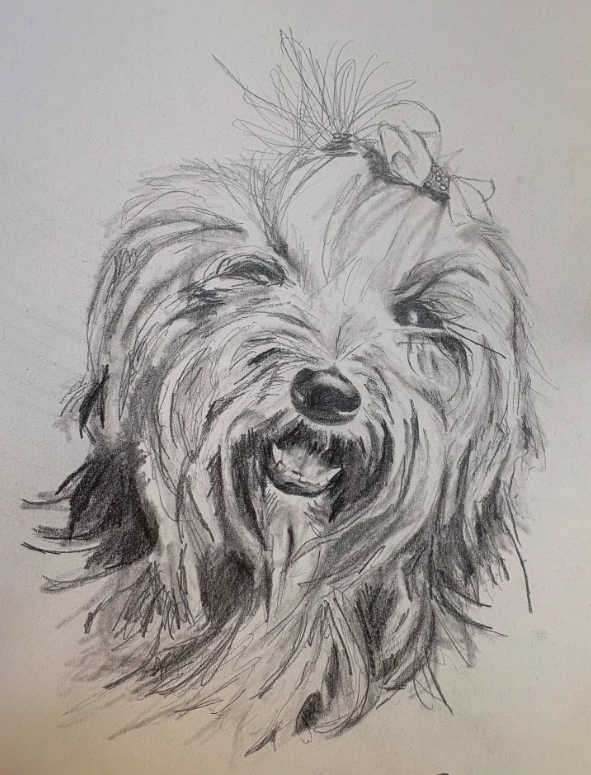 Collage pet portrait